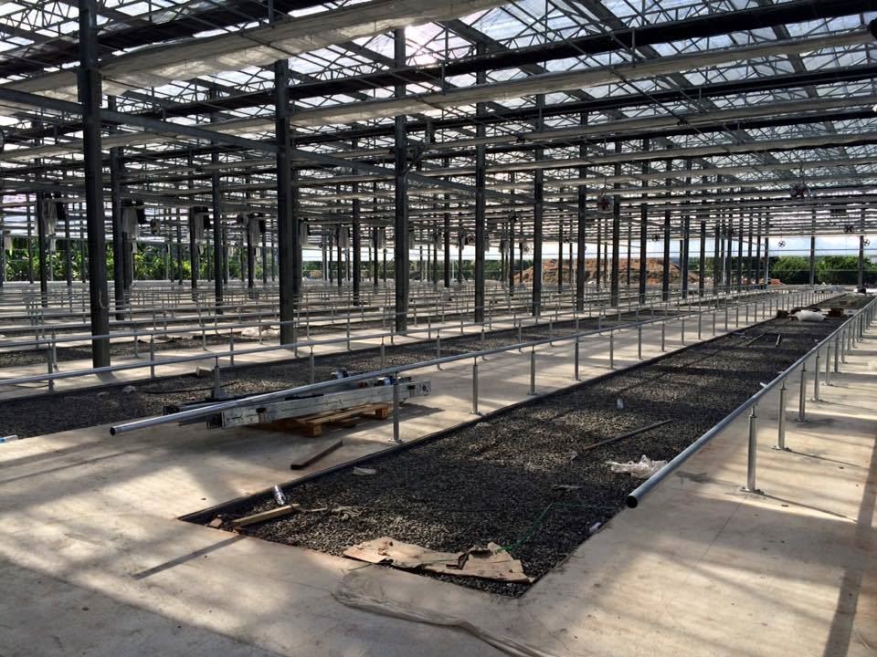 greenhouse (32)